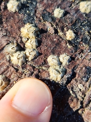 Austrominius modestus