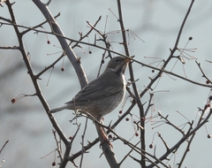 Turdus