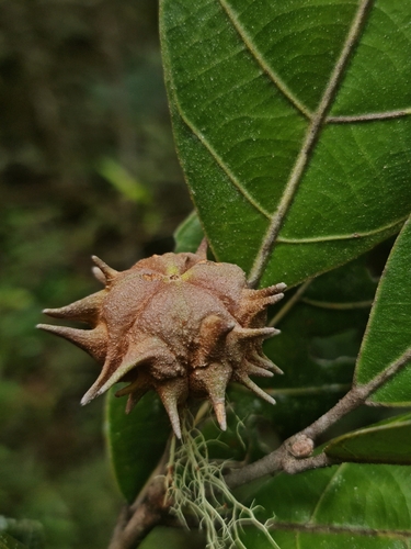 Hancea capuronii image