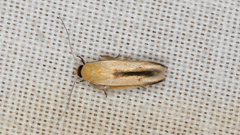 Stathmopoda liporrhoa