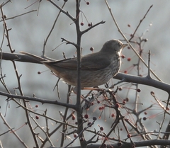 Turdus