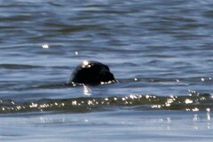 Phoca vitulina