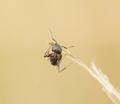 Notoncus ectatommoides