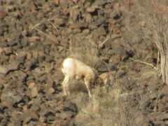 Ovis canadensis
