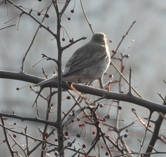 Turdus