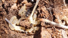 Camponotus ulcerosus