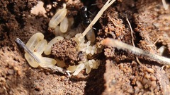 Camponotus ulcerosus