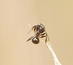 Notoncus ectatommoides