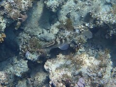Epinephelus striatus