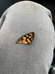 Heteronympha penelope