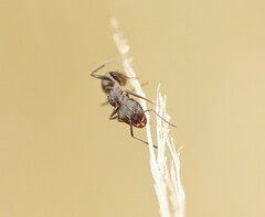 Notoncus ectatommoides