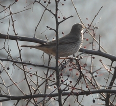 Turdus