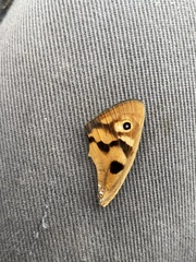 Heteronympha penelope