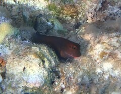 Ophioblennius macclurei