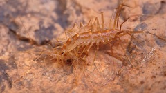 Scutigera linceci