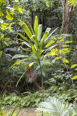 Cordyline manners-suttoniae