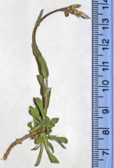 Boechera lyallii