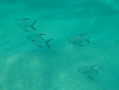 Trachinotus falcatus