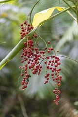 Cordyline manners-suttoniae