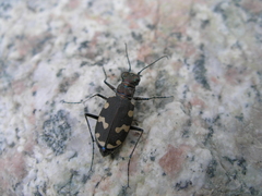 Cicindela songorica