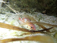 Neoniphon vexillarium