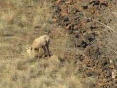 Ovis canadensis