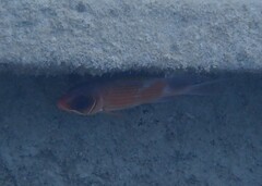 Holocentrus adscensionis