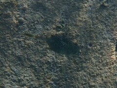 Acanthostracion polygonium