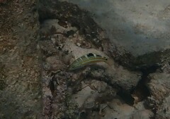 Halichoeres radiatus