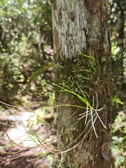 Angraecum linearifolium
