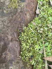 Plagiomnium rostratum