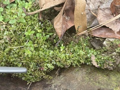 Plagiomnium rostratum