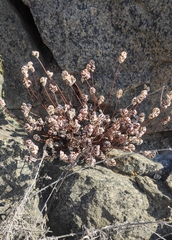 Aleuritopteris argentea