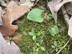 Plagiomnium rostratum