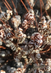 Aleuritopteris argentea