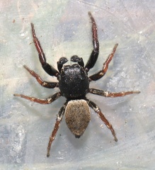 Heliophanus transvaalicus