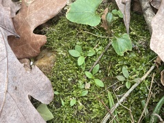 Plagiomnium rostratum