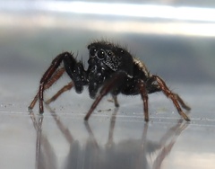 Heliophanus transvaalicus