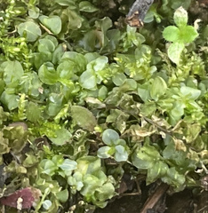 Plagiomnium rostratum