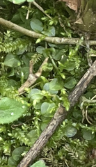 Plagiomnium rostratum