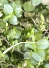 Plagiomnium rostratum