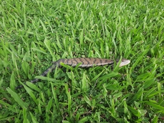 Tiliqua