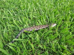 Tiliqua