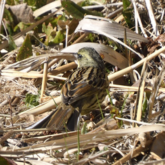 Emberiza personata
