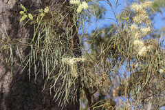 Grevillea parallela