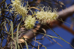 Grevillea parallela
