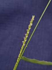 Paspalum conjugatum image