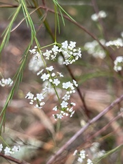 Platysace linearifolia