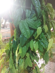Thunbergia mysorensis