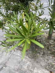 Podocarpus costalis